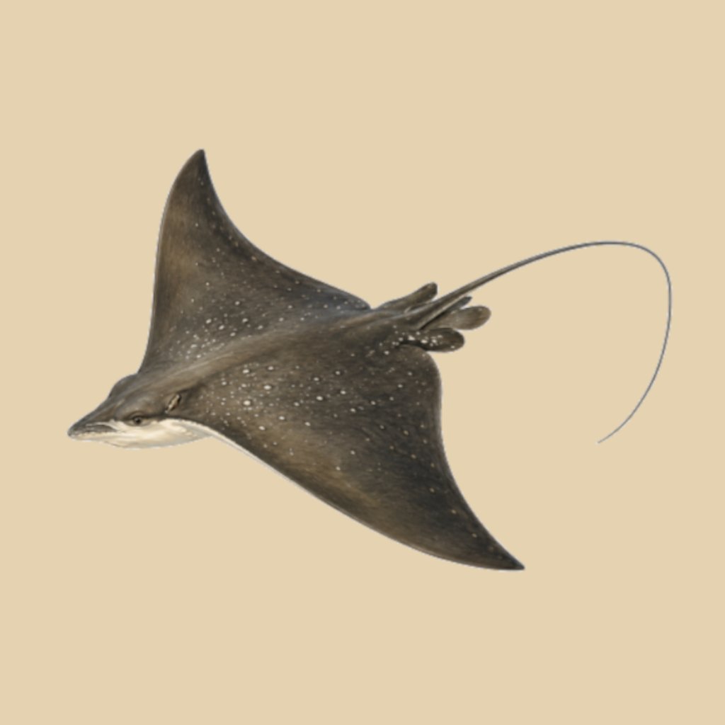 Artistic depiction of Aetobatus irregularis